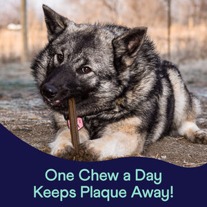 Plaque Patrol Dental Chews Large 2-Pack
