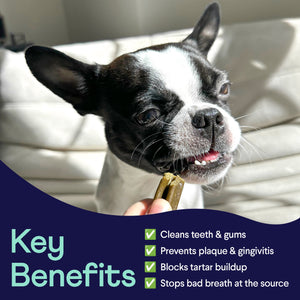 Plaque Patrol Dental Chews Small 2-Pack